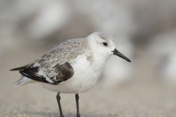 A small Sanderling shorebird stands on a sandy beach in soft sunny light.