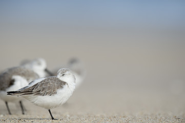 A small Sanderling stands on the beach sleeping with its beak tucked into its feathers.