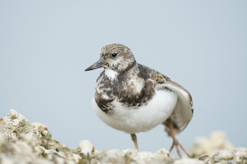 A Ruddy Turnstone stretches it wing and leg while standing on a light rock jetty in soft overcast light with a smooth background.