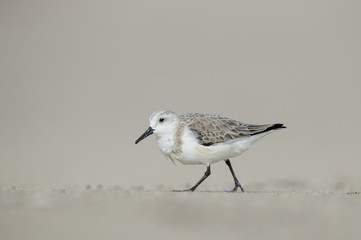 A Sanderling walks along on a sandy beach on a bright sunny day with a smooth background.
