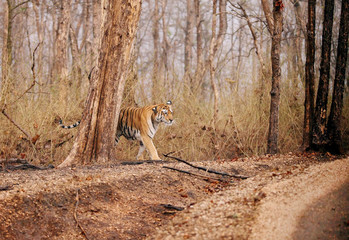 Obraz premium Collarwali tigress, Pench National Park