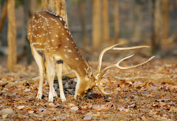 Cheetal deer, Pench National Park