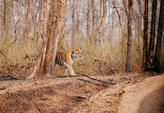Collarwali tigress, Pench National Park