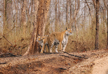 Fototapeta na wymiar Collarwali tigress with her cub, Pench National Park