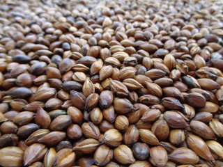 Closed up Many Shades of Brown Color of Roasted Barley, Background, Banner, Texture 