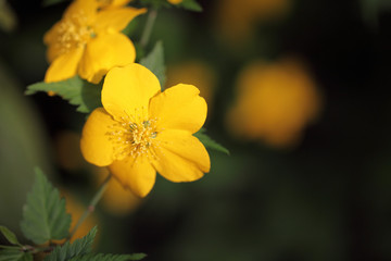 ヤマブキ　Kerria japonica