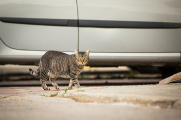 Abandoned cat