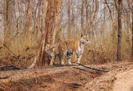 Fototapeta Collarwali tigress with her cub, Pench National Park