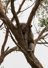 Koala in their habitat