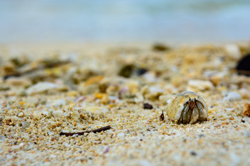 Hermit crab on the beach