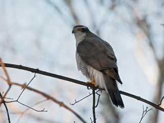 Northern goshawk sitting on branch