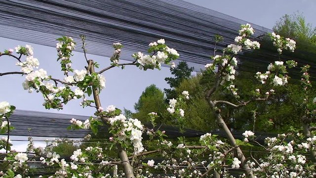 Die Apfelblüten (Kronprinz) werden von einer Biene "geprüft"  - tiefe Kameraposition