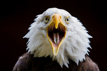photo study of an American Bald Eagle calling