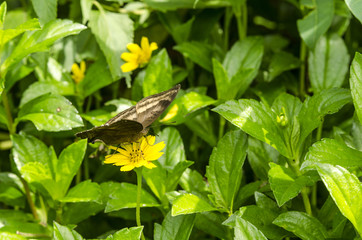 butterfly