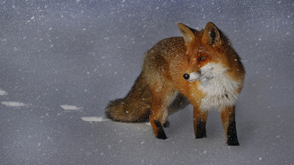 Fox walking in the snow