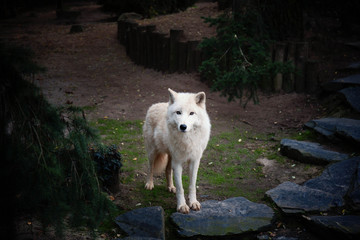 Obraz premium loup blanc