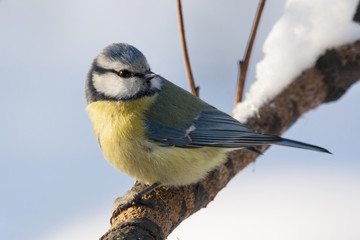 Fototapeta premium Blue tit sitting on snowy branch