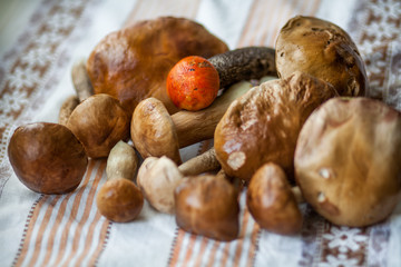boletus mushrooms on textile towel