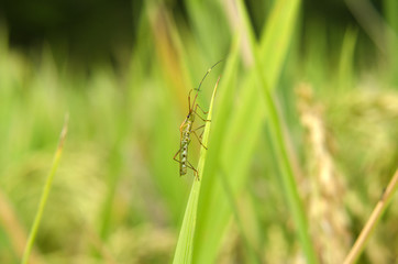 rice pests