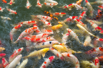 Obraz na płótnie Canvas Feeding crap fish