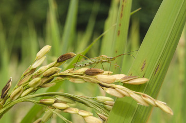 rice pests