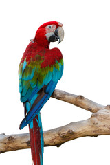  parrot macaw Red and blue. on white background 