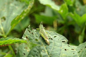 grasshoppers is eating