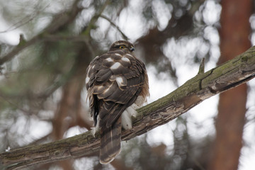 Eurasian sparrowhawk sitting on branch