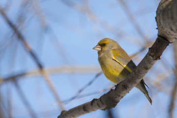 European greenfinch sitting on branch