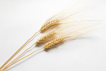 Barley ears on white cardboard, close up