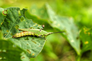 grasshoppers is eating