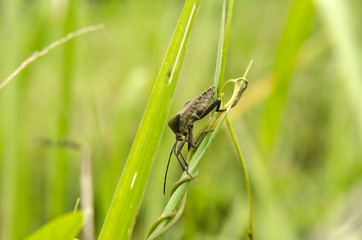 insect