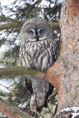 Great grey owl sitting on branch of pine tree