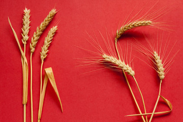 Soft and hard wheat composition on red cardboard, close up