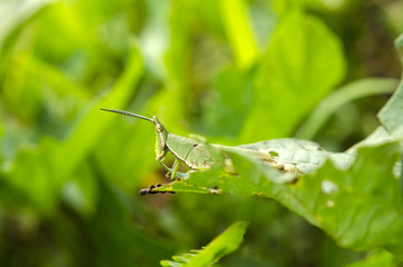 grasshoppers is eating