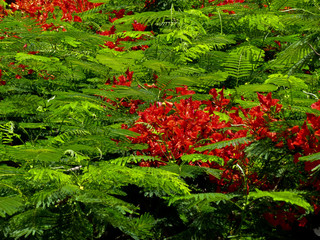 Flower exposition. Canary Island