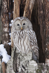 Ural owl sitting on cracked tree