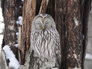 Ural owl sitting on cracked tree