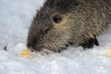 Nutria (Sumpfbiber) schnüffelt an Futter