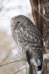 Ural owl sitting on cracked tree