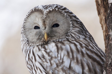 Ural owl portrait