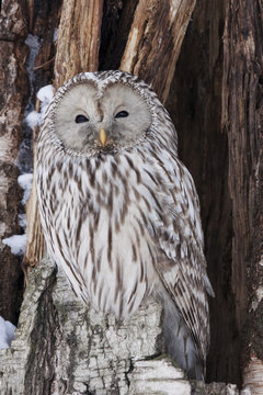 Ural owl sitting on cracked tree