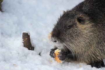 Süßer Nutria (Sumpfbiber) beim Fressen einer Semmel