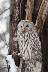 Ural owl with snow on face sitting on cracked tree