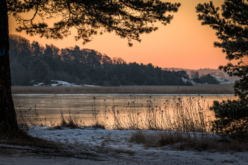Winter landscape in pink morning light view of the ocean through pine trees - obrazy, fototapety, plakaty