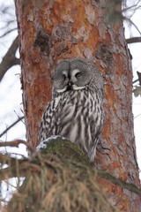 Great grey owl sitting on branch of pine tree