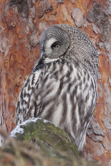 Great grey owl sitting on branch of pine tree