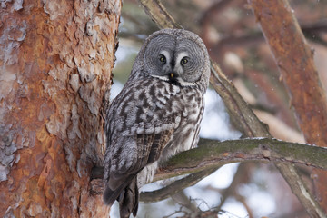 Great grey owl sitting on branch of pine tree
