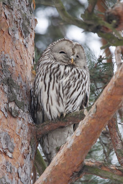 Ural owl with snow on face sitting on pine tree