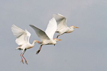 Cattle egrets in flight at High Island, Texas